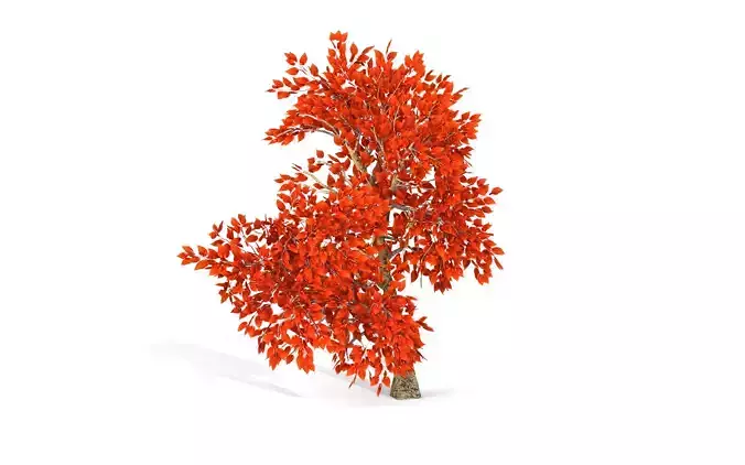 Maple Tree with Red Leaves 3D model