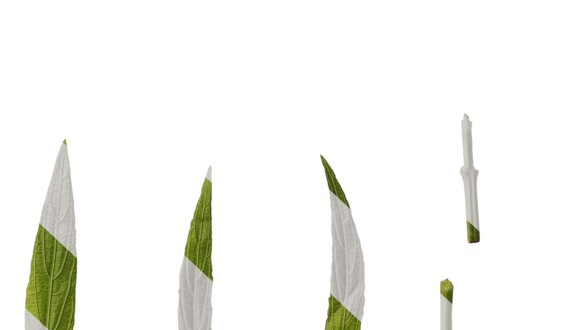 Anydrafts Echinodorus major Leaf 01 Texture_6