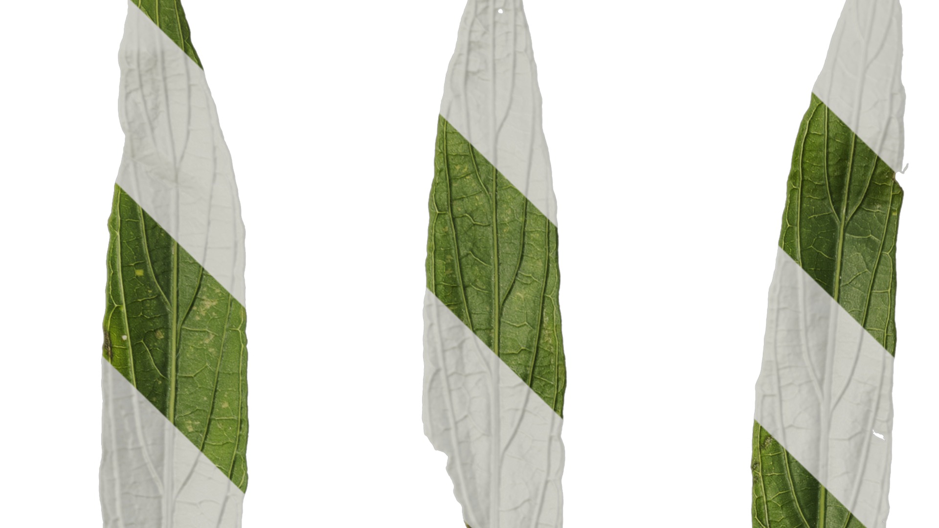 Anydrafts Echinodorus major Leaf 01 Texture_1