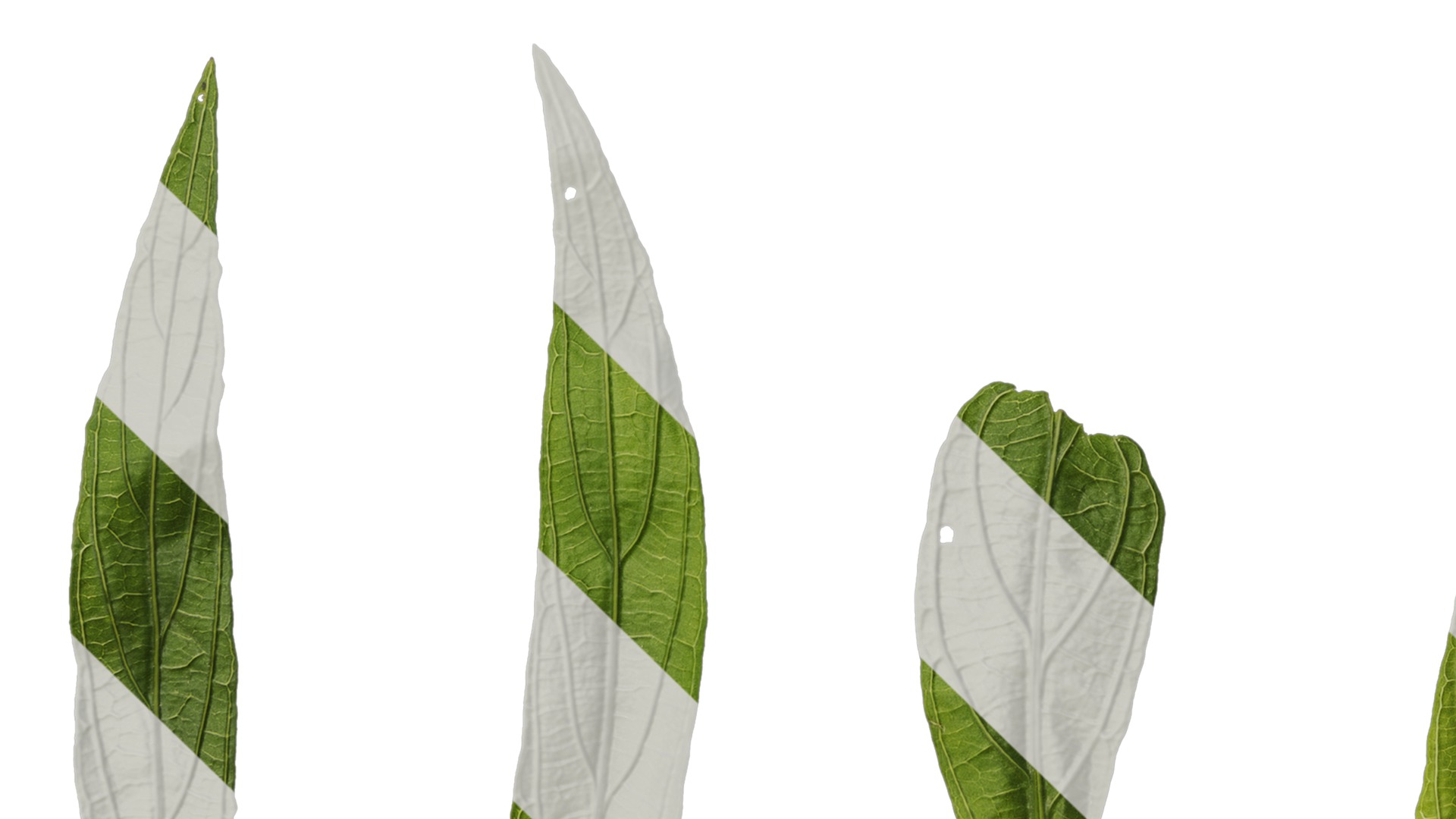 Anydrafts Echinodorus major Leaf 01 Texture_5