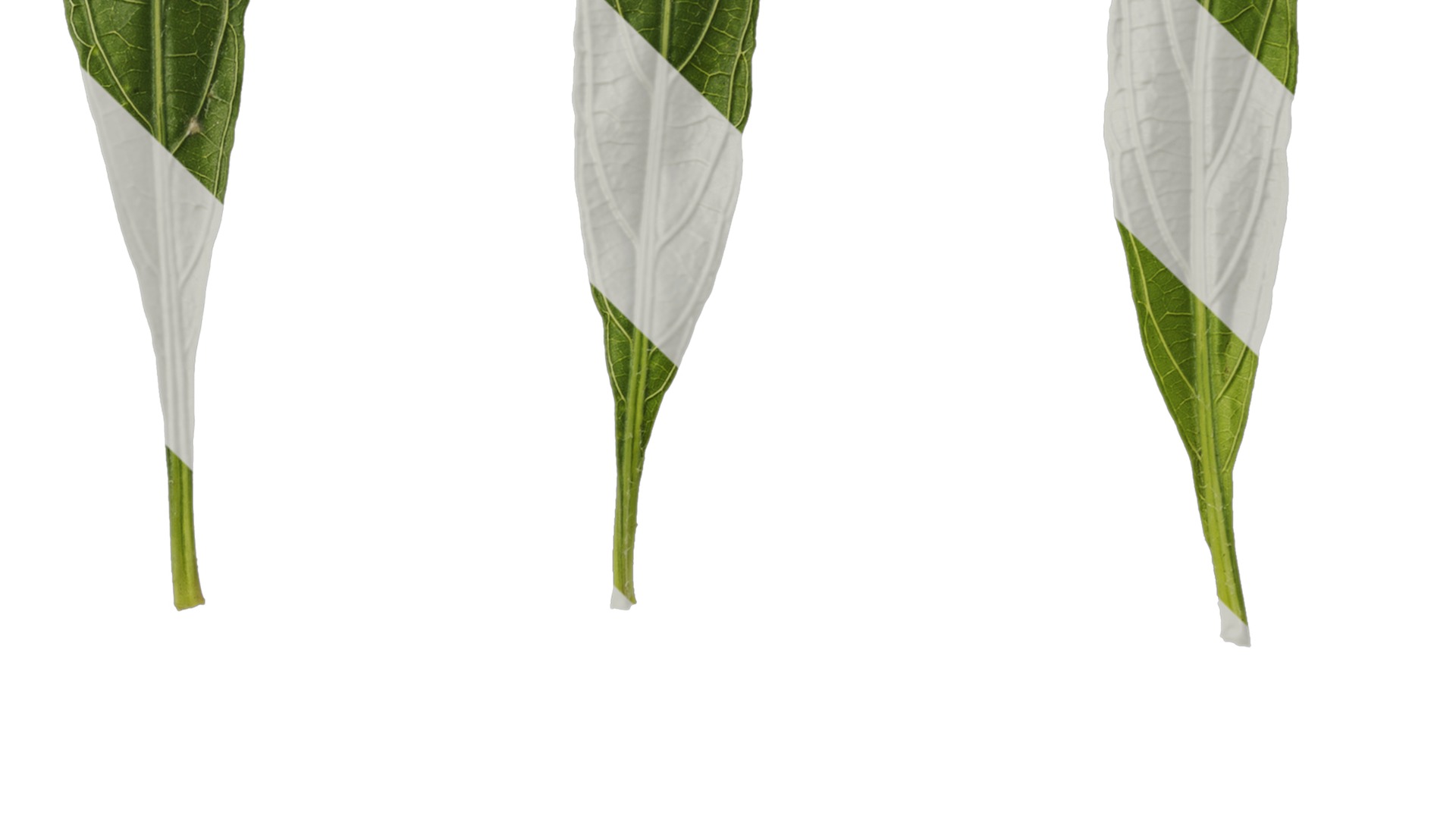 Anydrafts Echinodorus major Leaf 01 Texture_4