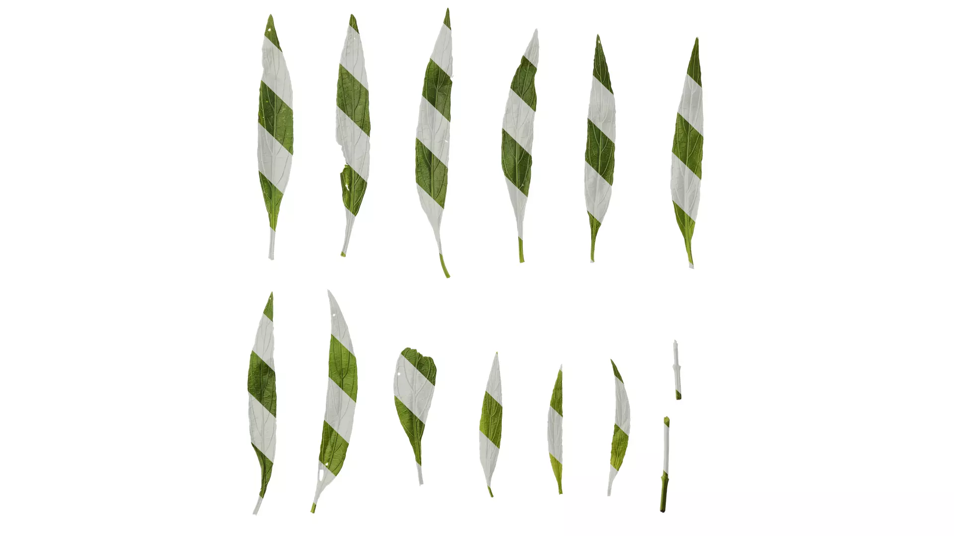 Anydrafts Echinodorus major Leaf 01 Texture_0