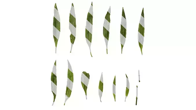 Anydrafts Echinodorus major Leaf 01