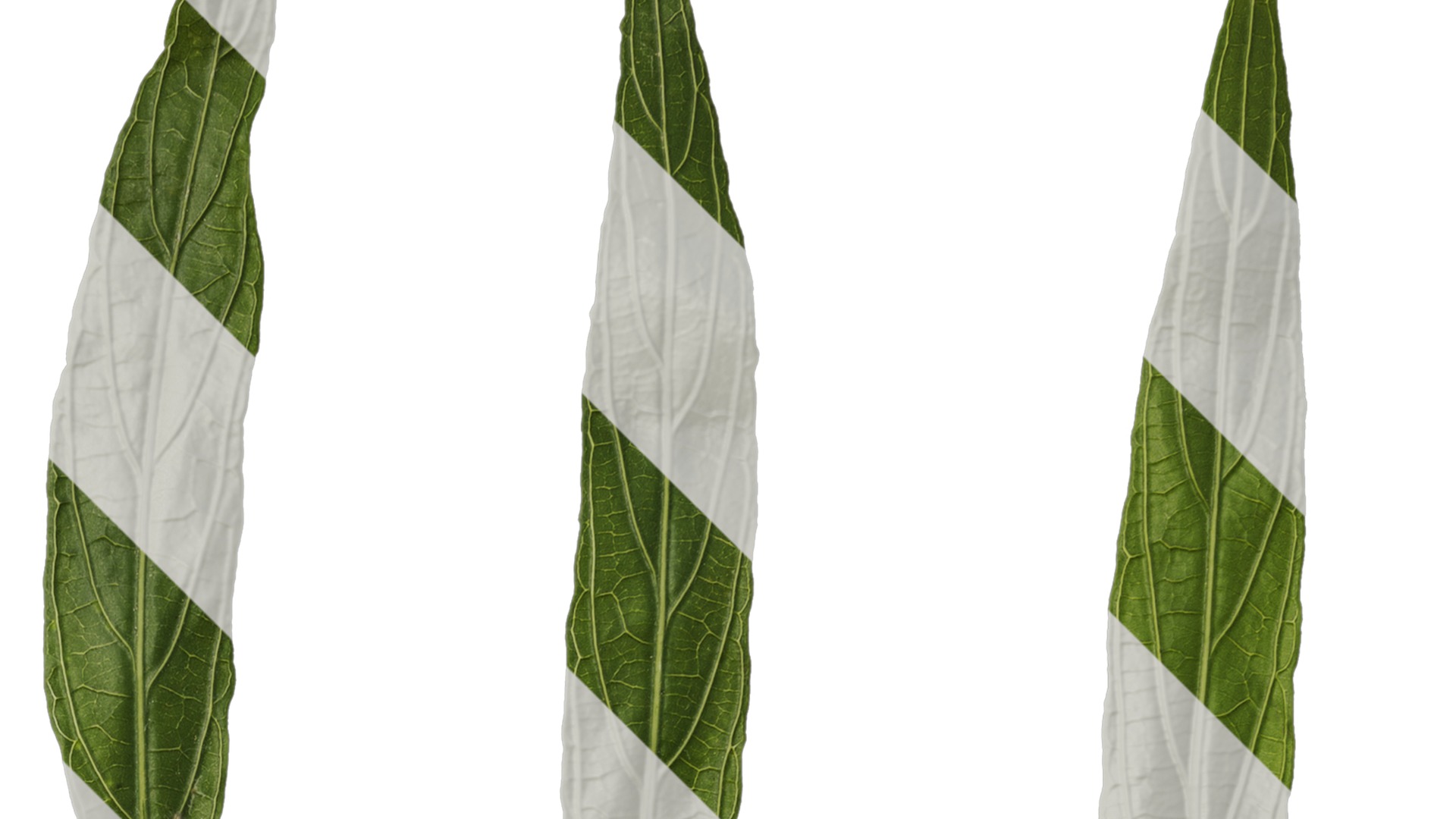 Anydrafts Echinodorus major Leaf 01 Texture_2