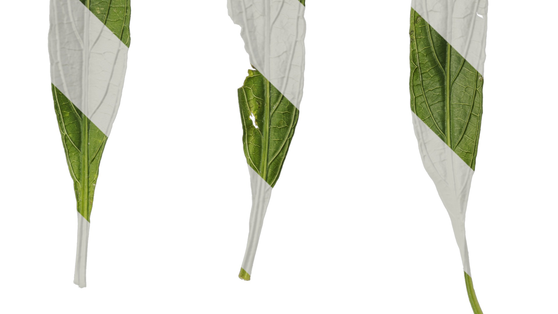 Anydrafts Echinodorus major Leaf 01 Texture_3