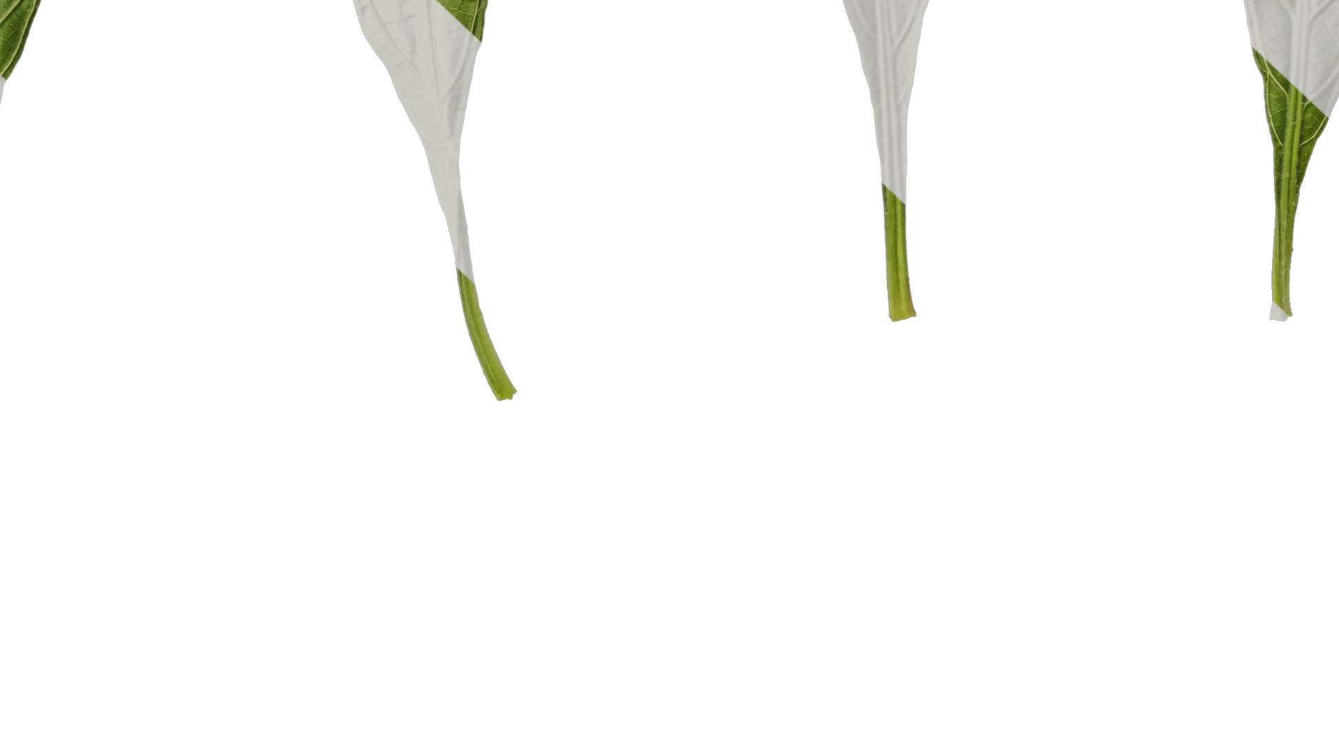 Anydrafts Echinodorus major Leaf 01 Texture_7