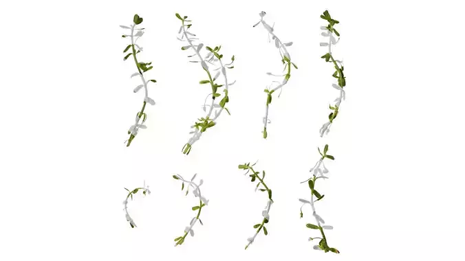 Anydrafts Greenpro bacopa monnieri Atlas 02