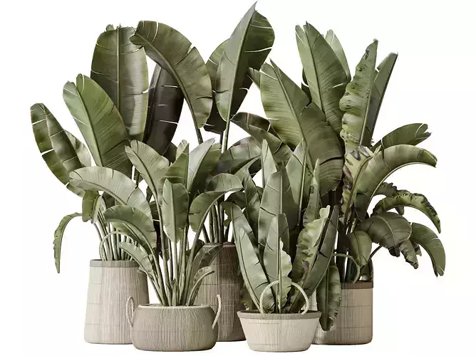 AV Indoor plants set146 Ravenala Banana Nicolai Bird Of Paradise 3D model