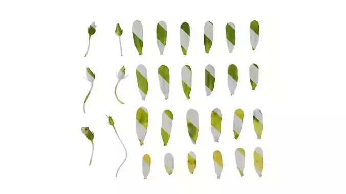 Anydrafts Greenpro bacopa monnieri Leaf 01