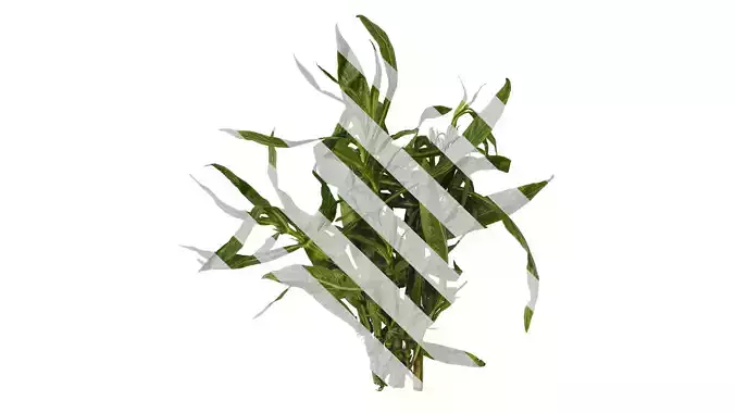 Anydrafts Hygrophila corymbosa stricta Atlas 01