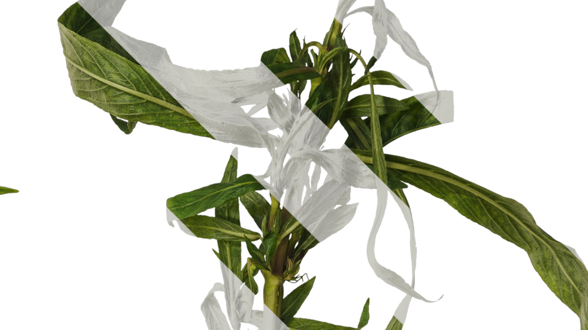 Anydrafts Hygrophila corymbosa stricta Atlas 02 Texture_2