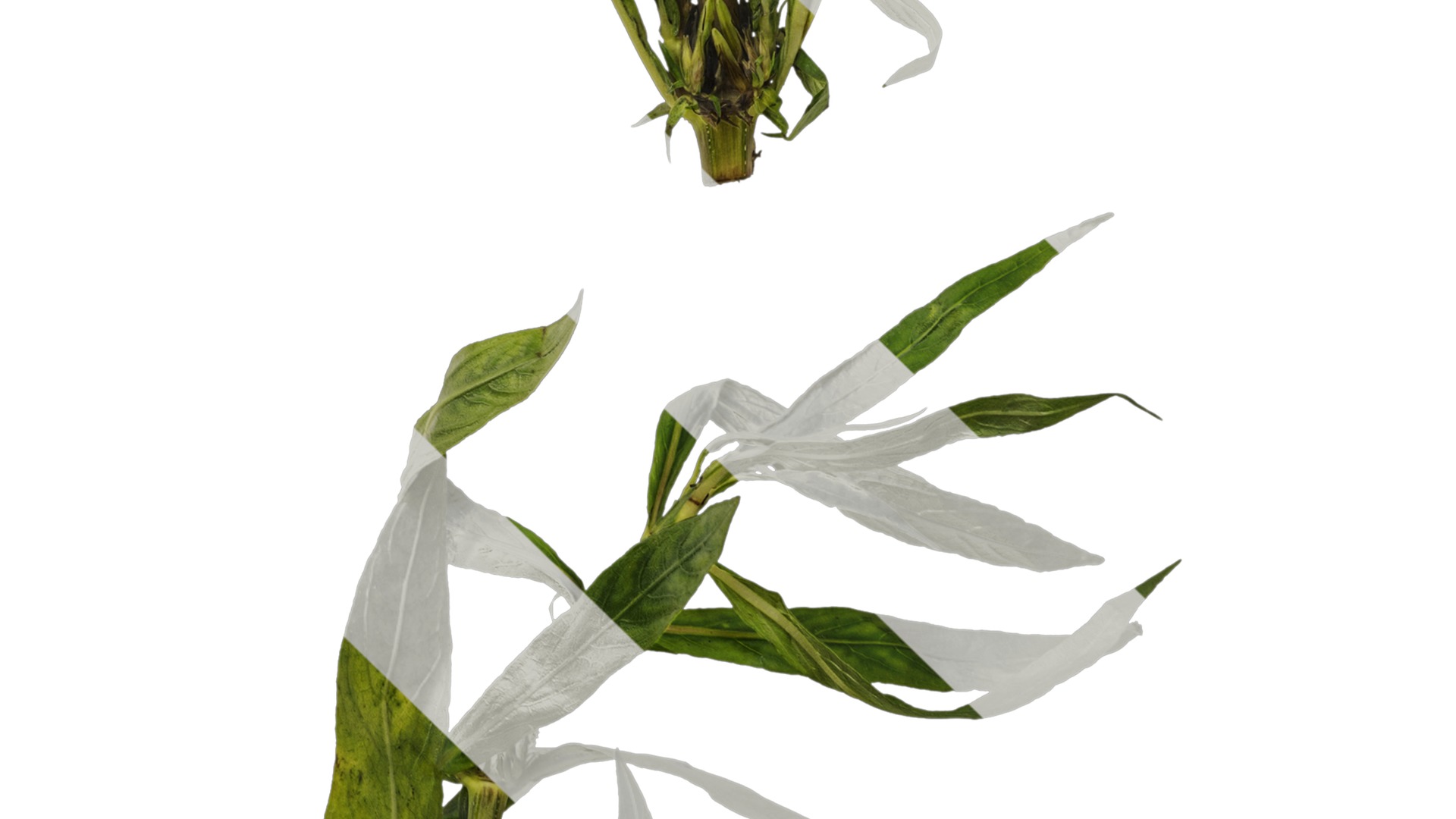 Anydrafts Hygrophila corymbosa stricta Atlas 02 Texture_5