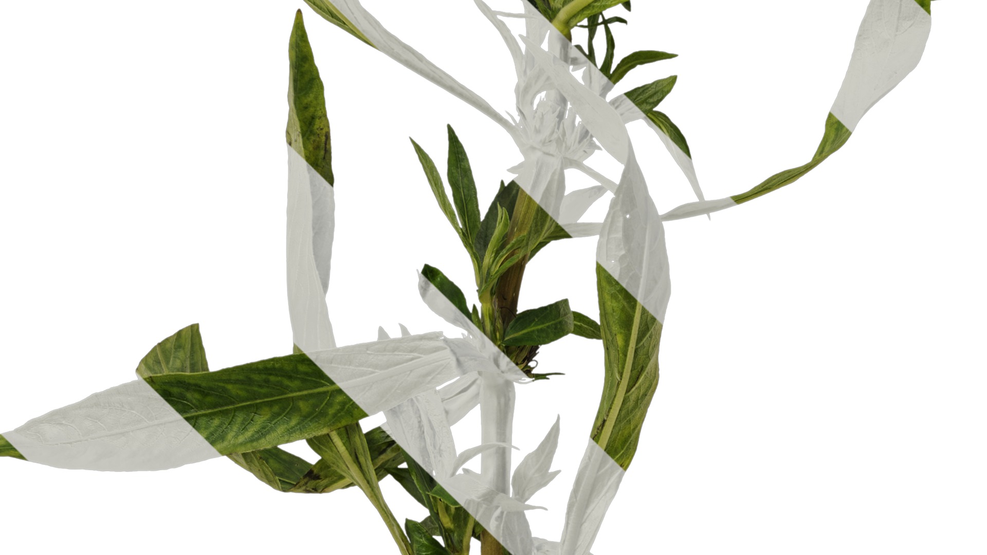 Anydrafts Hygrophila corymbosa stricta Atlas 02 Texture_3