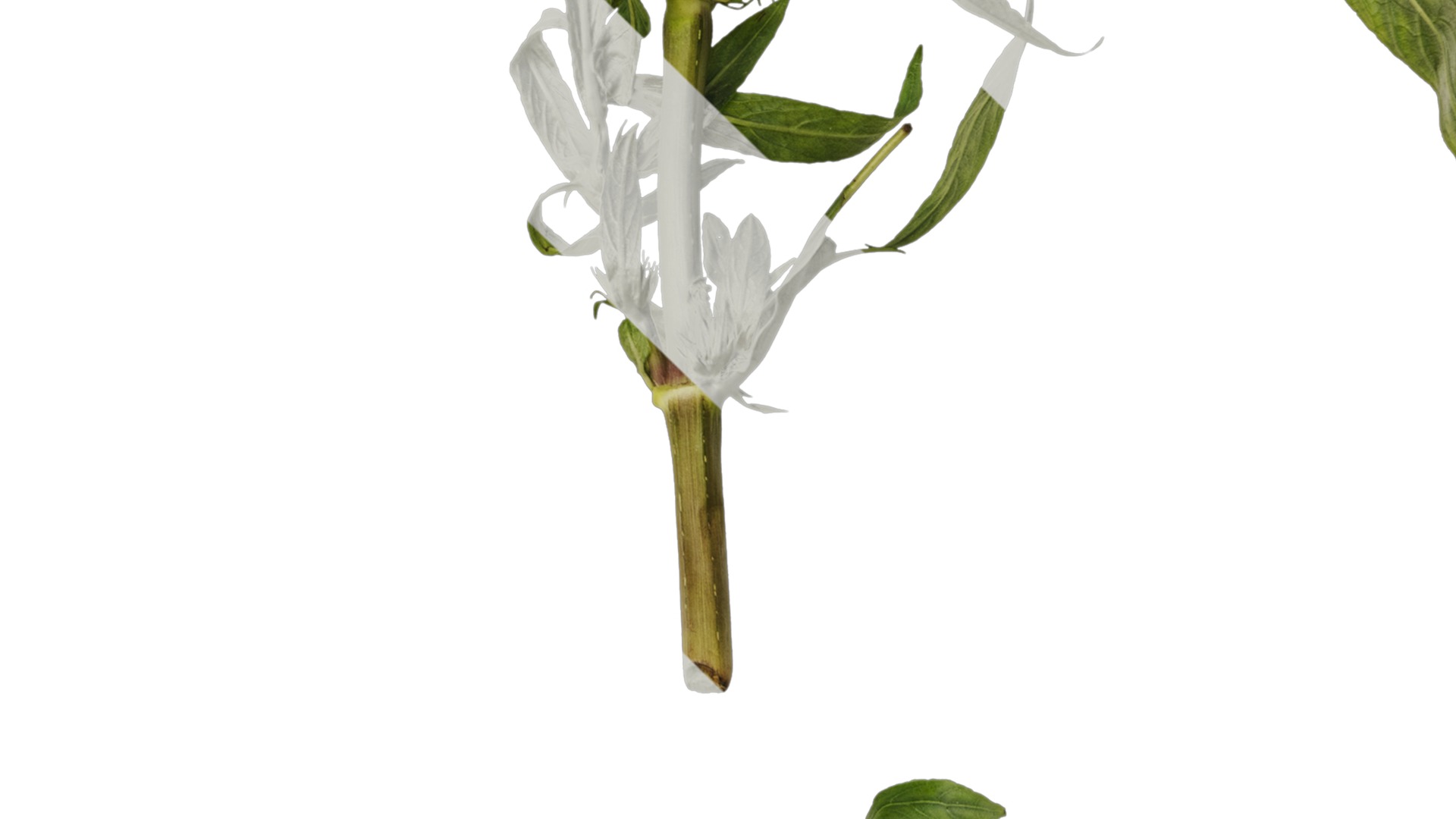 Anydrafts Hygrophila corymbosa stricta Atlas 02 Texture_4