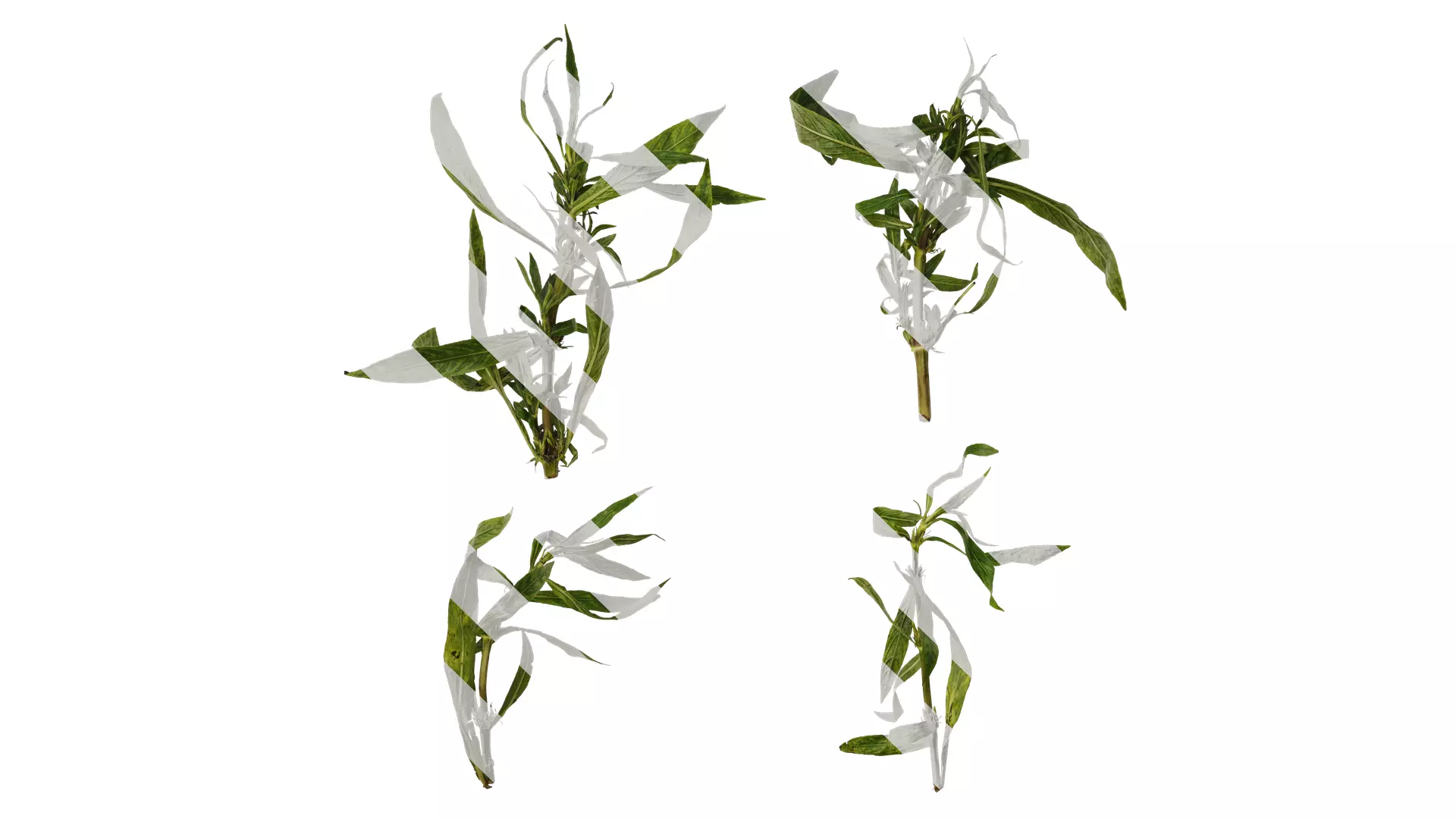 Anydrafts Hygrophila corymbosa stricta Atlas 02 Texture_0