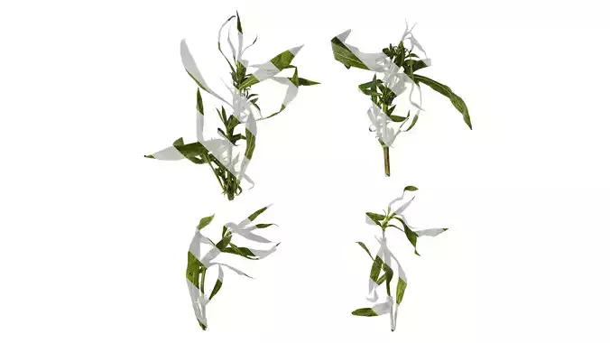 Anydrafts Hygrophila corymbosa stricta Atlas 02