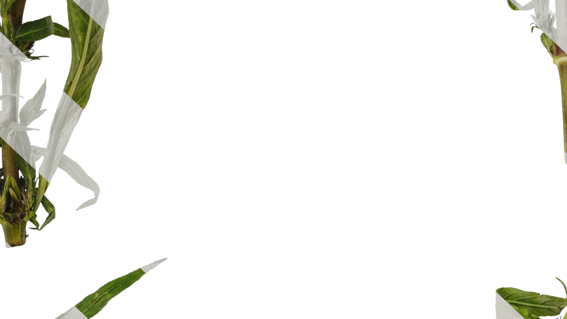 Anydrafts Hygrophila corymbosa stricta Atlas 02 Texture_7