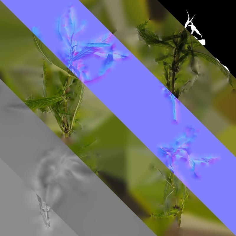 Anydrafts Hygrophila corymbosa stricta Atlas 02 Texture_8