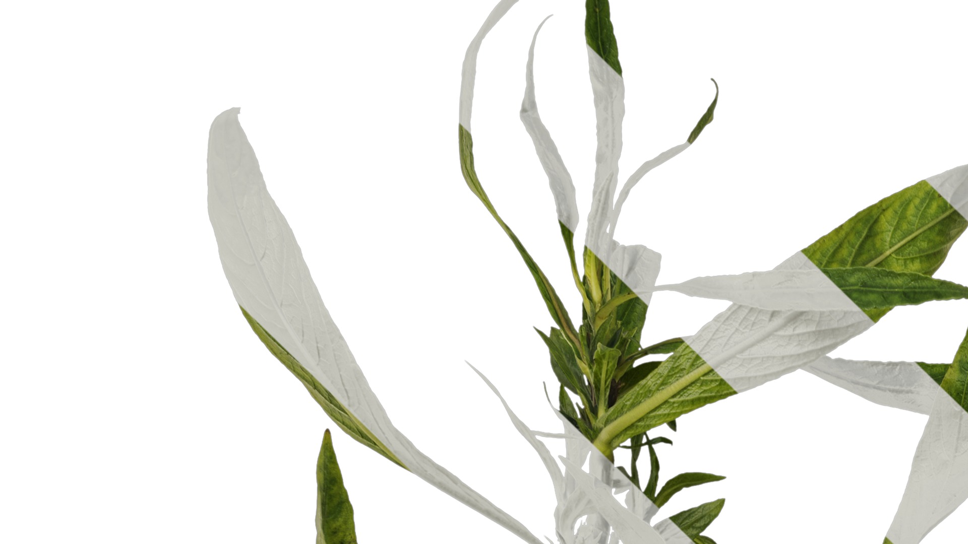 Anydrafts Hygrophila corymbosa stricta Atlas 02 Texture_1