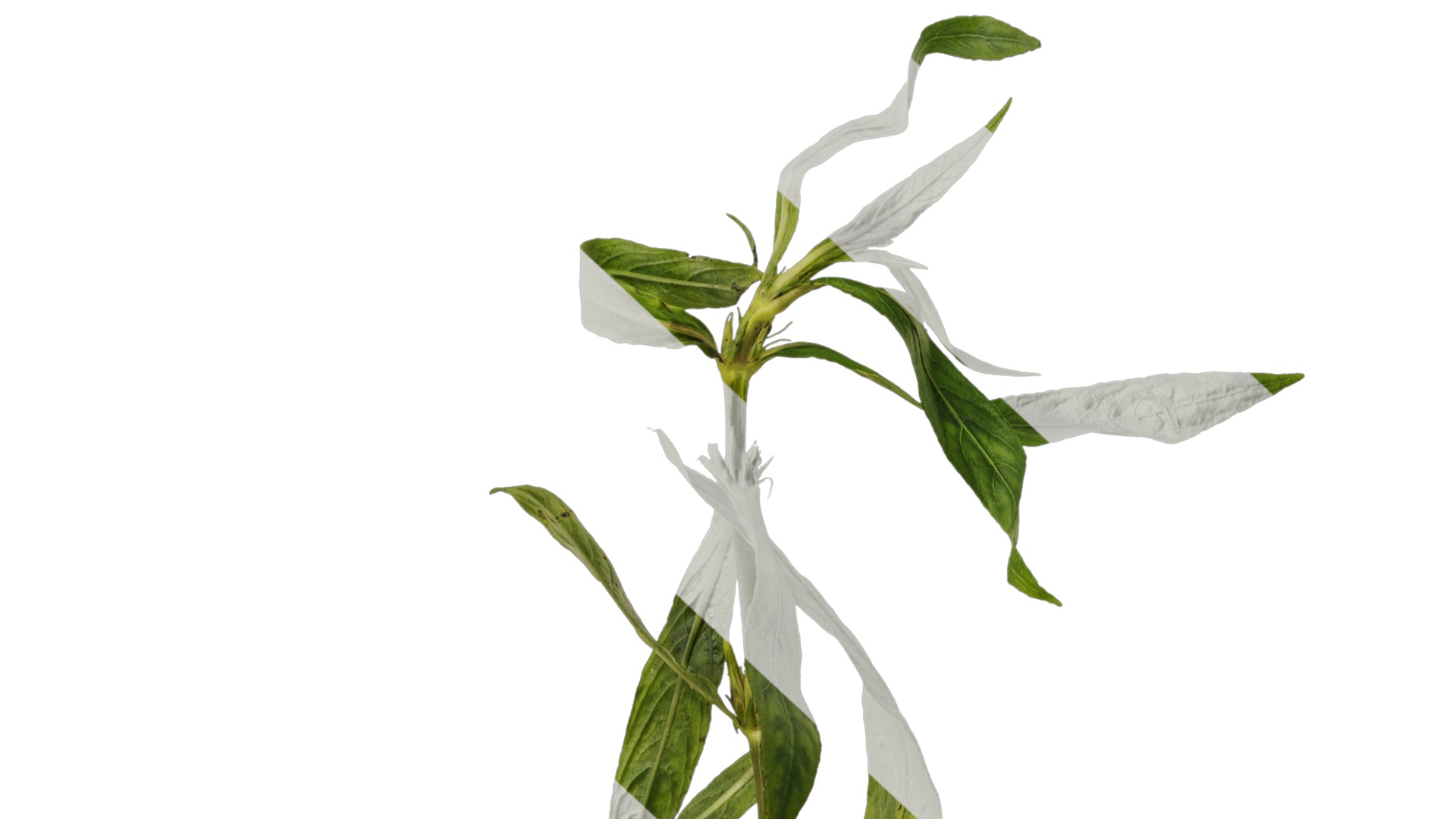 Anydrafts Hygrophila corymbosa stricta Atlas 02 Texture_6