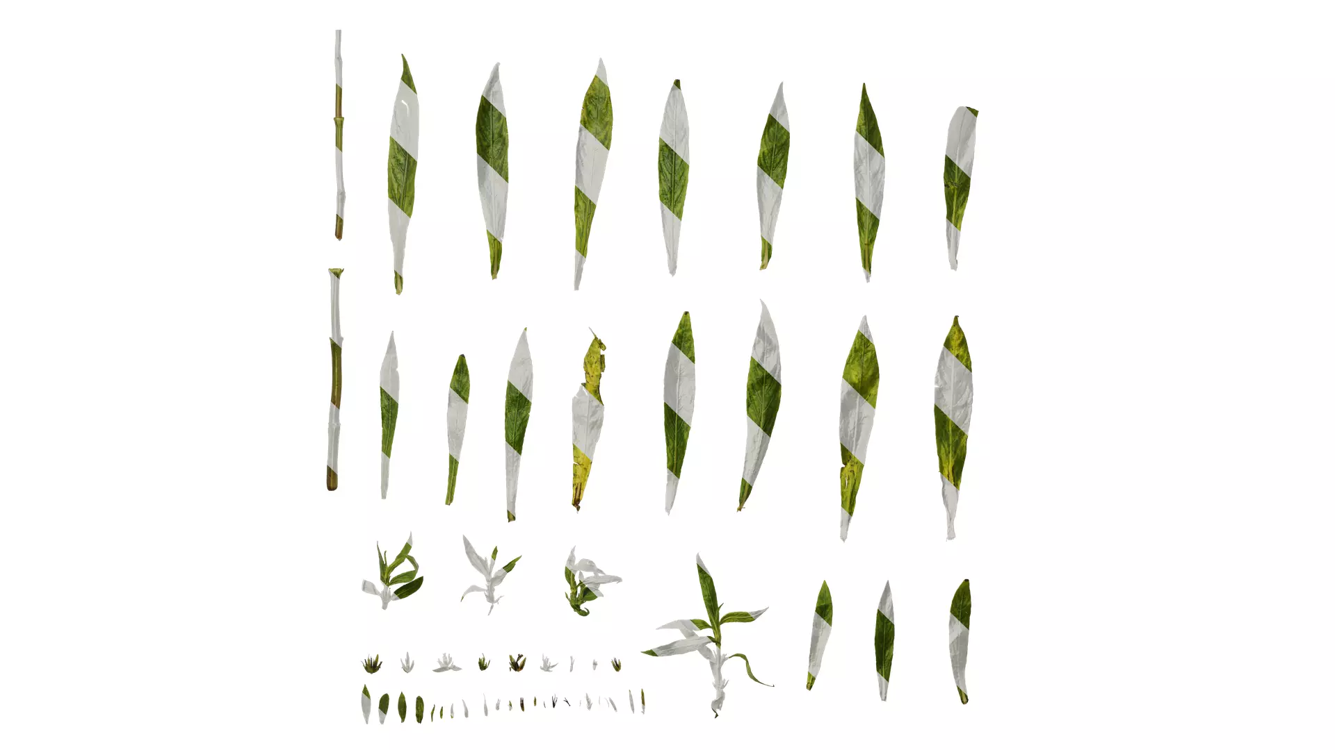 Anydrafts Hygrophila corymbosa stricta Leaf 01 Texture_0