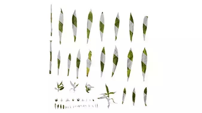 Anydrafts Hygrophila corymbosa stricta Leaf 01