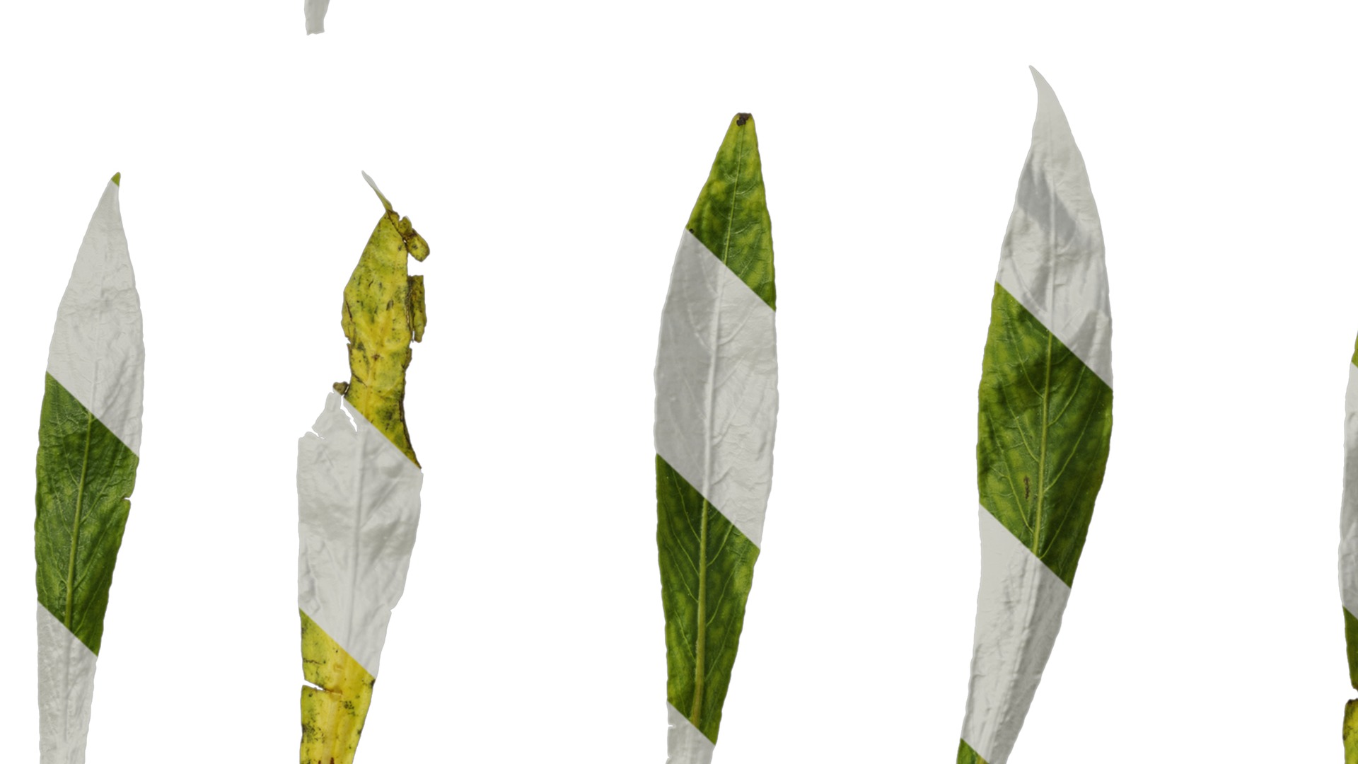 Anydrafts Hygrophila corymbosa stricta Leaf 01 Texture_7