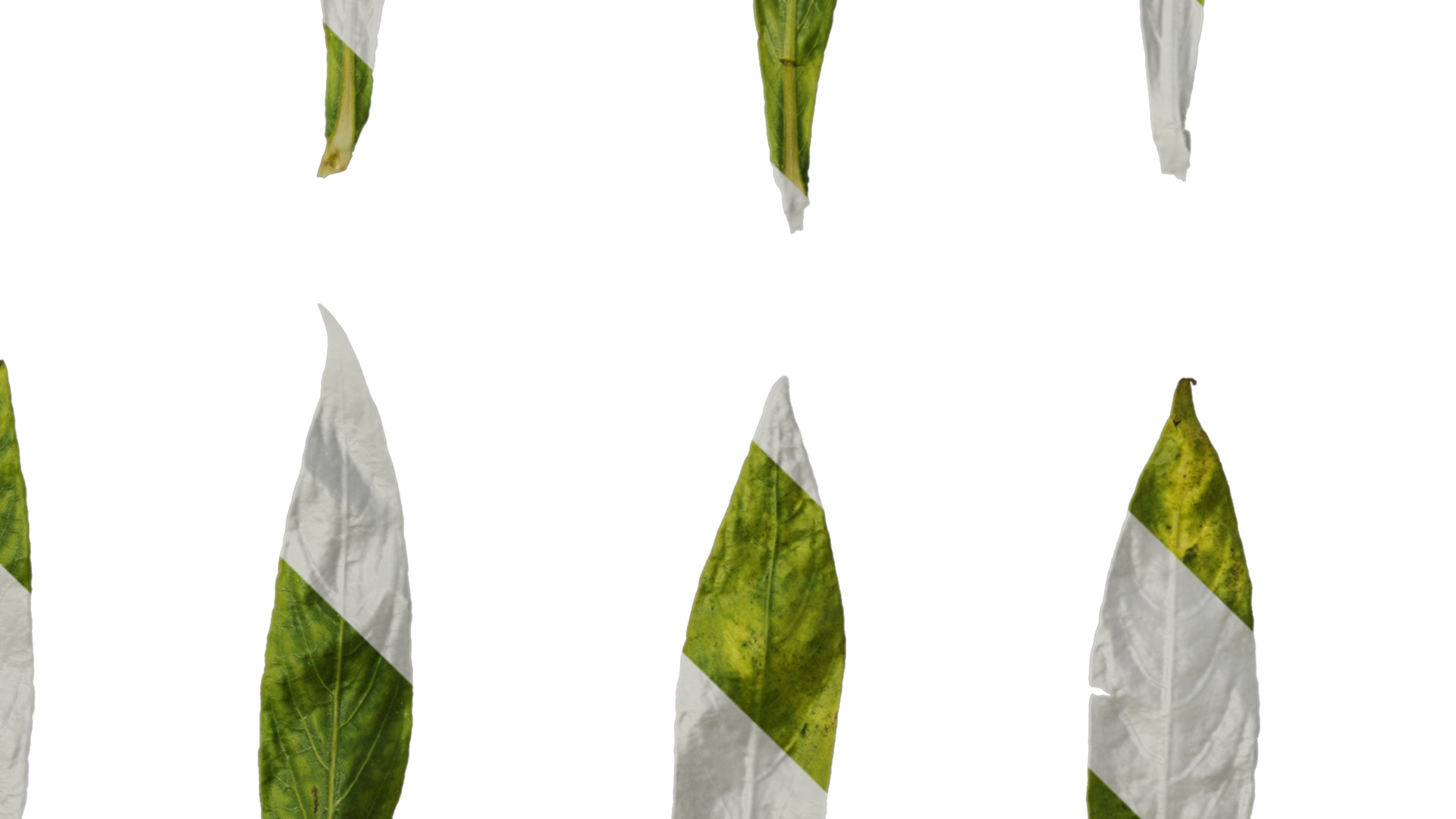 Anydrafts Hygrophila corymbosa stricta Leaf 01 Texture_4