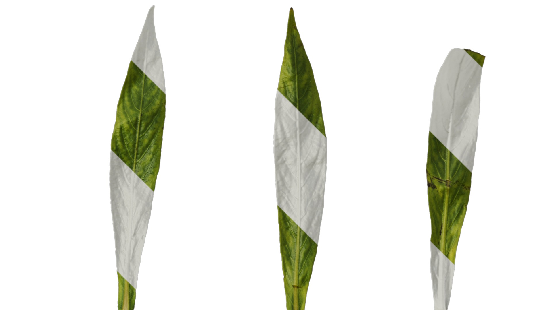 Anydrafts Hygrophila corymbosa stricta Leaf 01 Texture_2