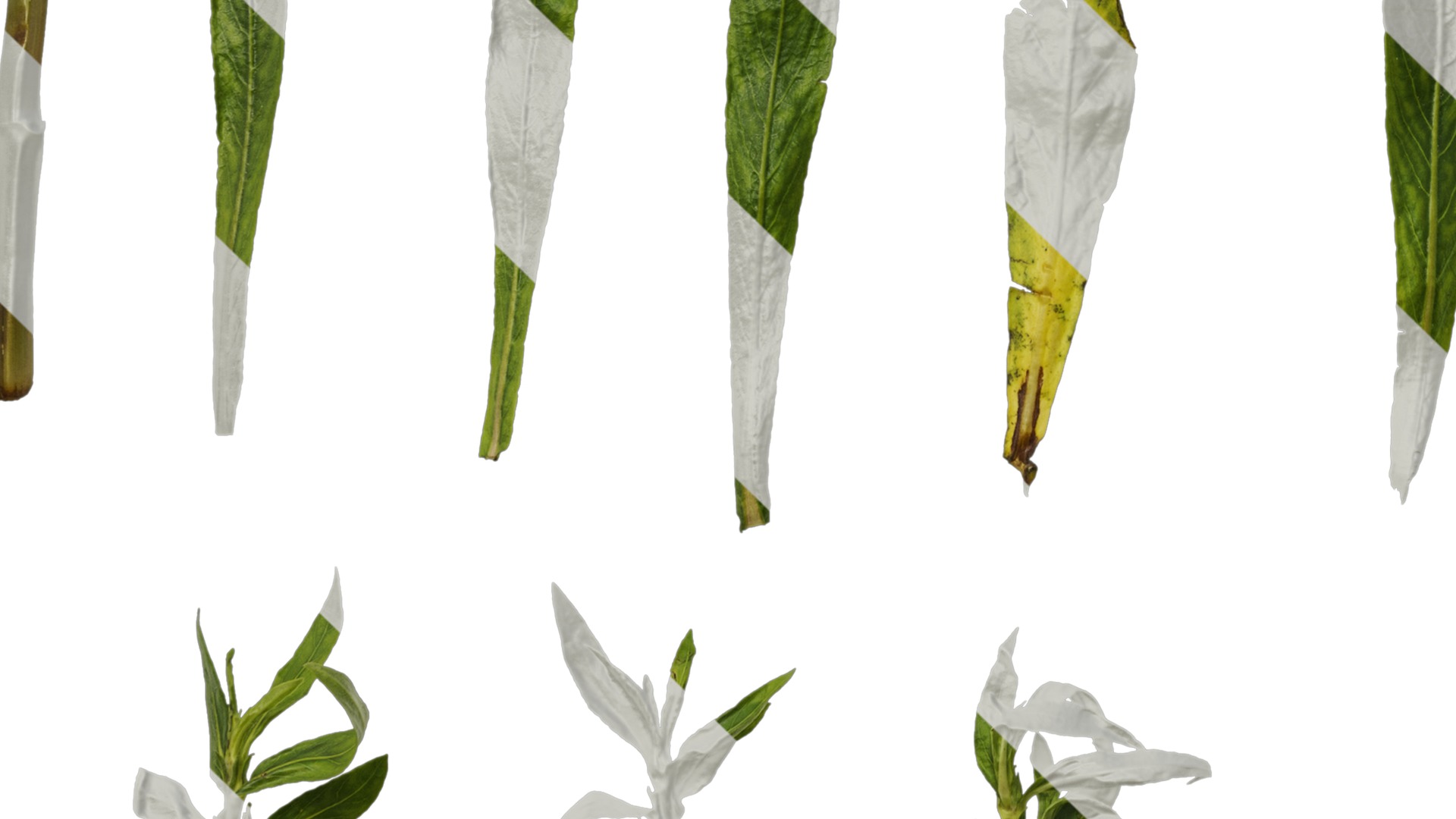 Anydrafts Hygrophila corymbosa stricta Leaf 01 Texture_5