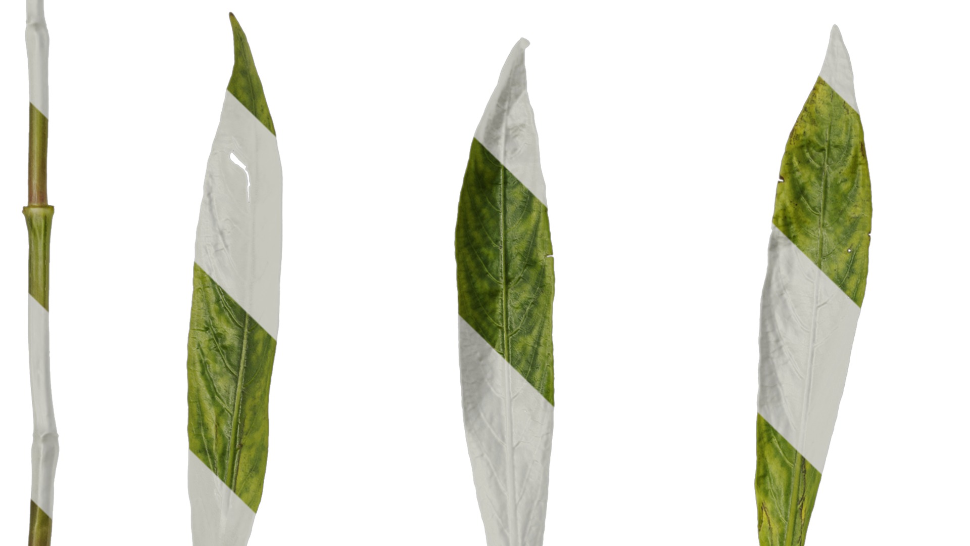 Anydrafts Hygrophila corymbosa stricta Leaf 01 Texture_1