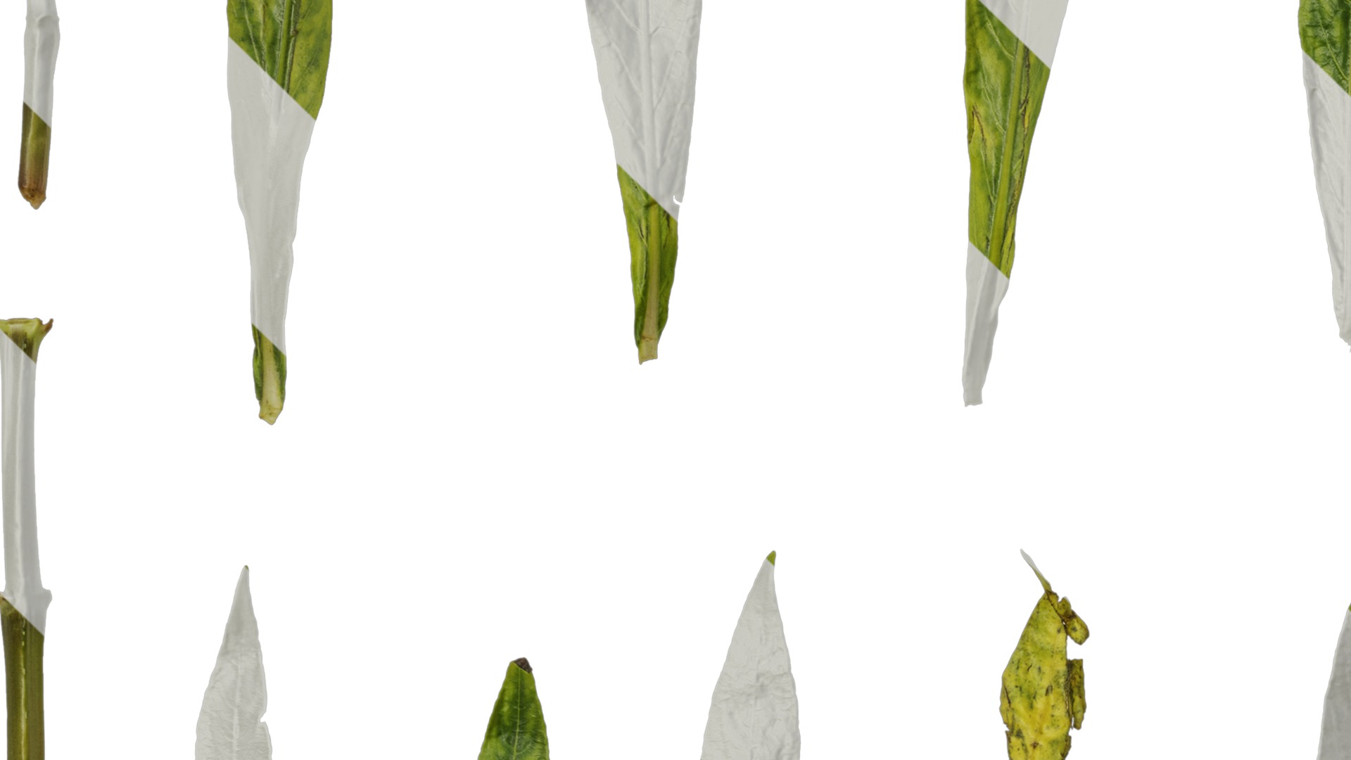 Anydrafts Hygrophila corymbosa stricta Leaf 01 Texture_3