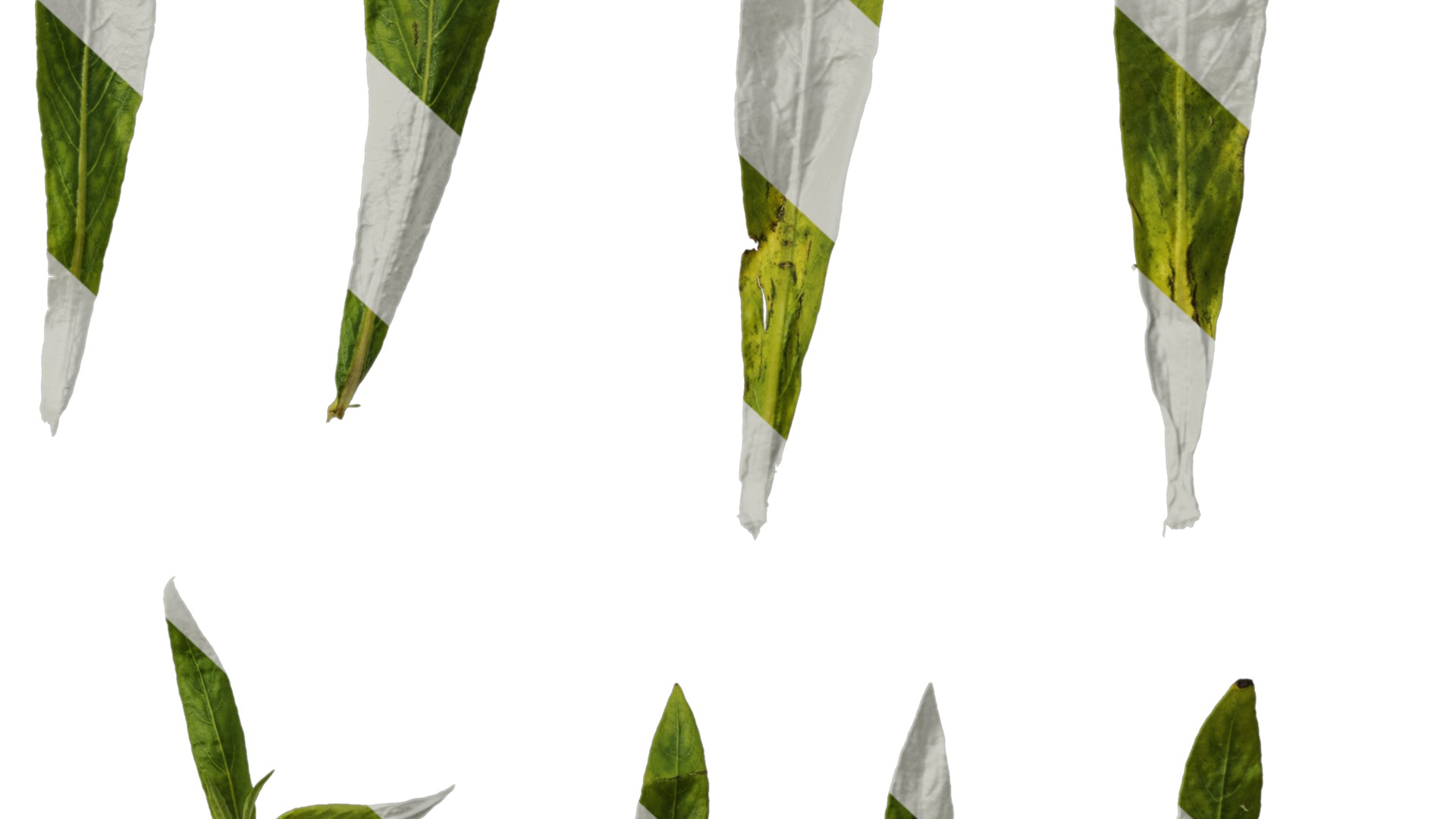 Anydrafts Hygrophila corymbosa stricta Leaf 01 Texture_6