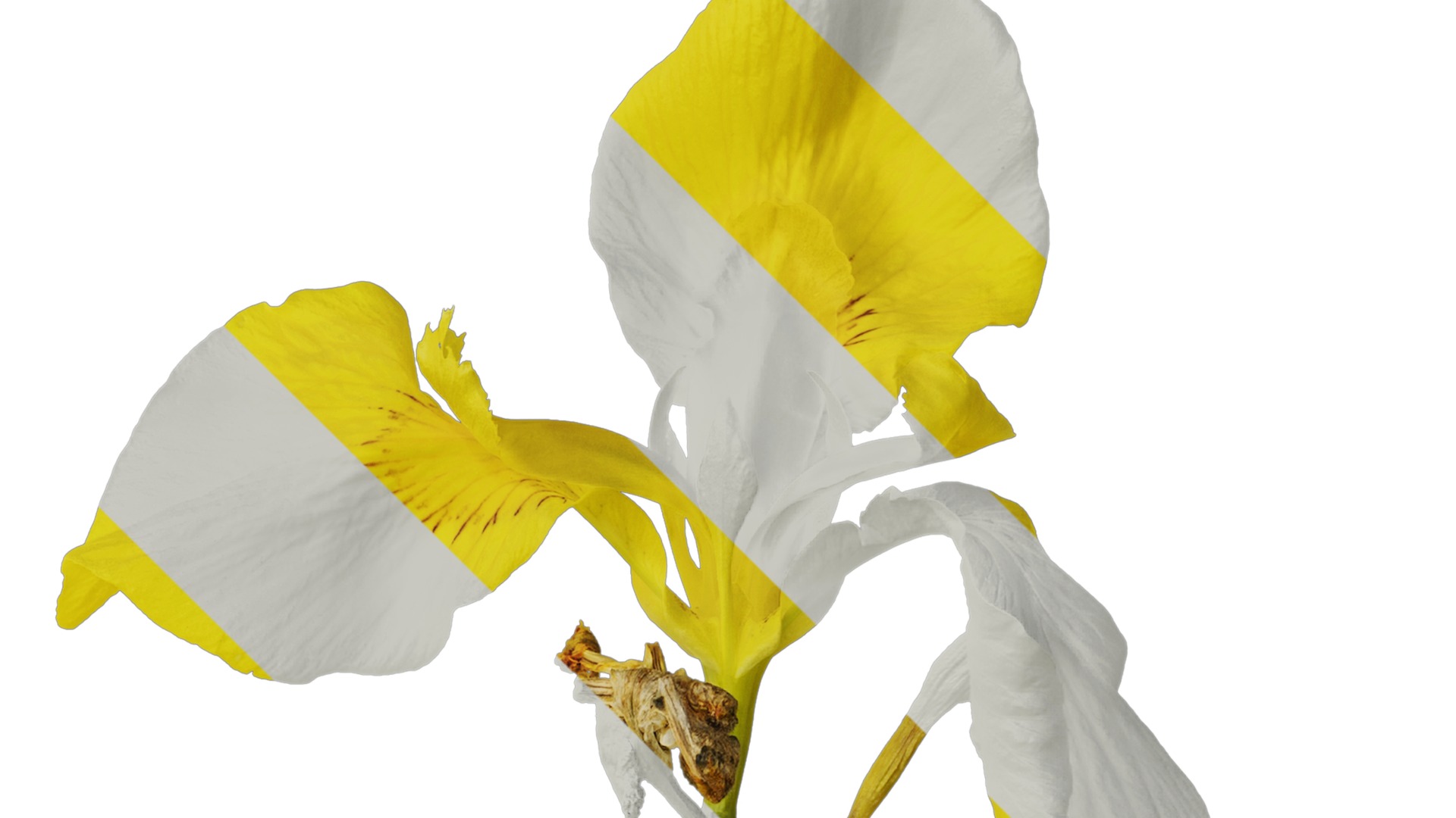 Anydrafts Iris pseudacorus Atlas 04 Texture_2