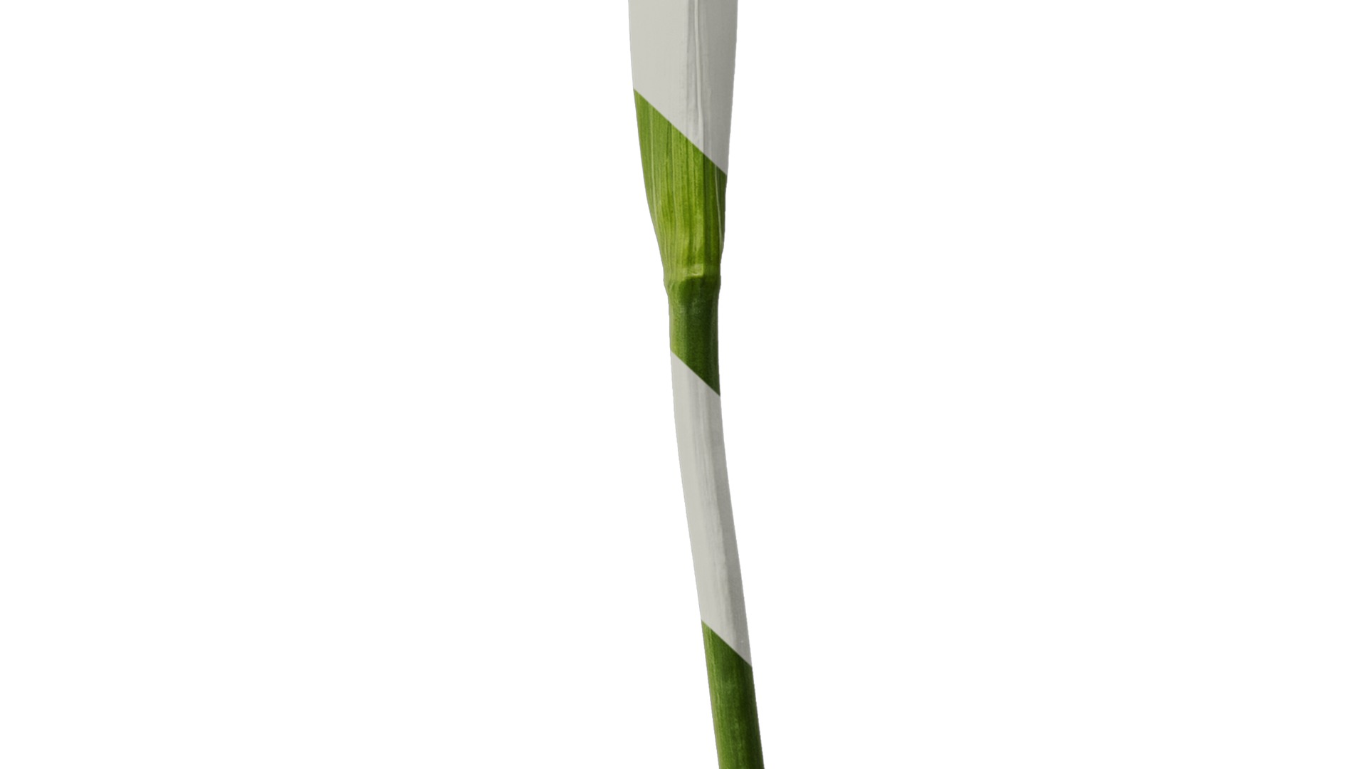 Anydrafts Iris pseudacorus Atlas 04 Texture_6