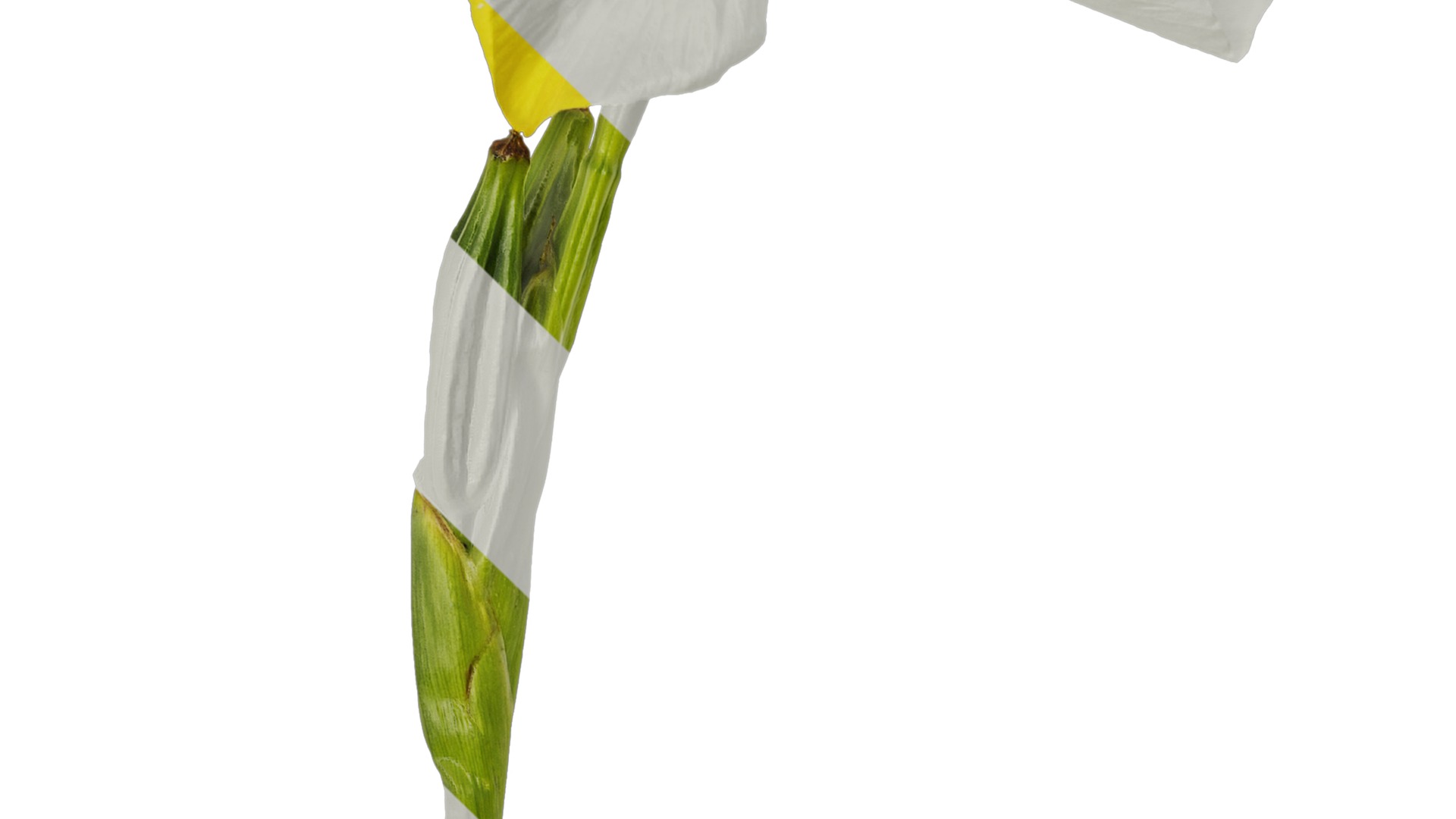 Anydrafts Iris pseudacorus Atlas 04 Texture_3