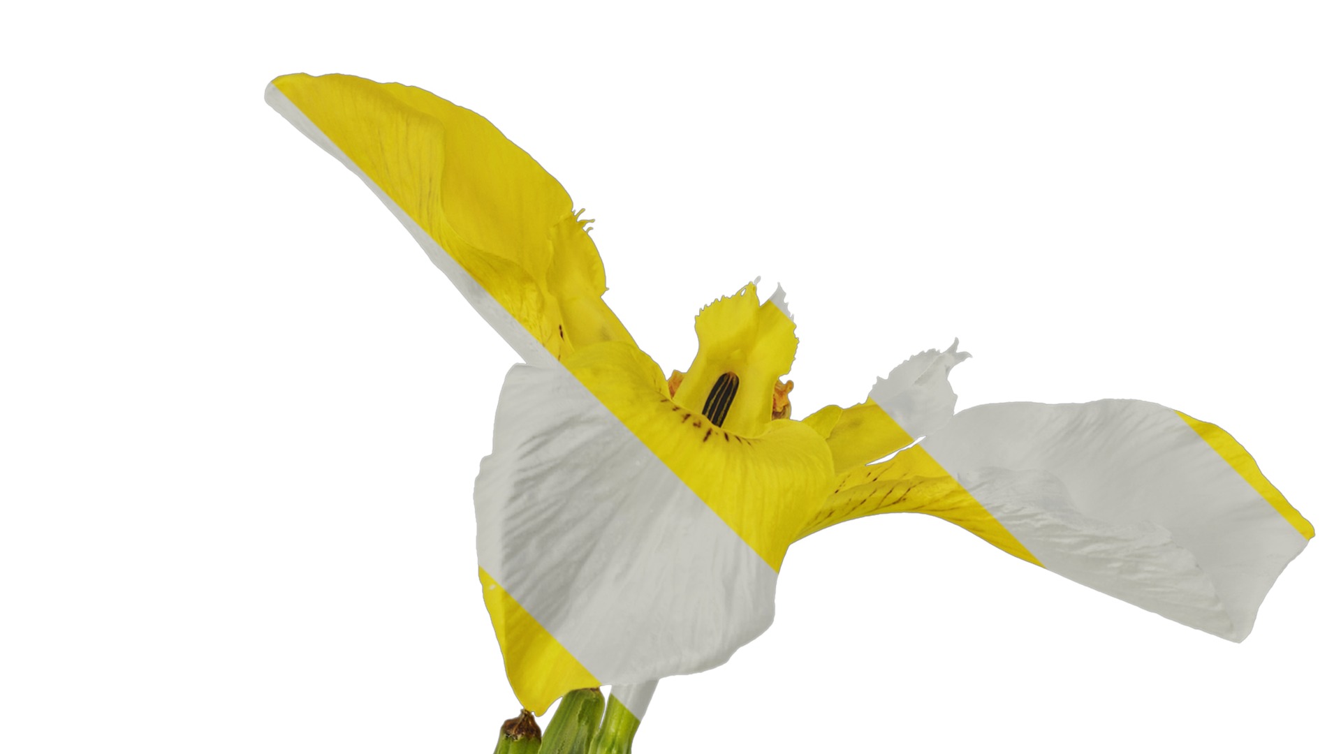 Anydrafts Iris pseudacorus Atlas 04 Texture_1