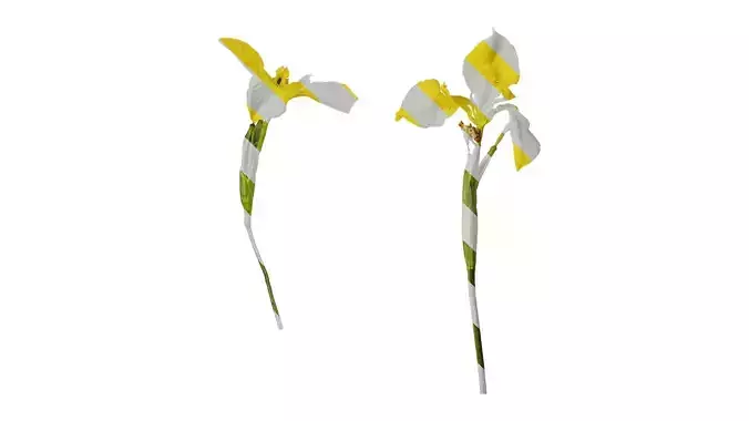 Anydrafts Iris pseudacorus Atlas 04