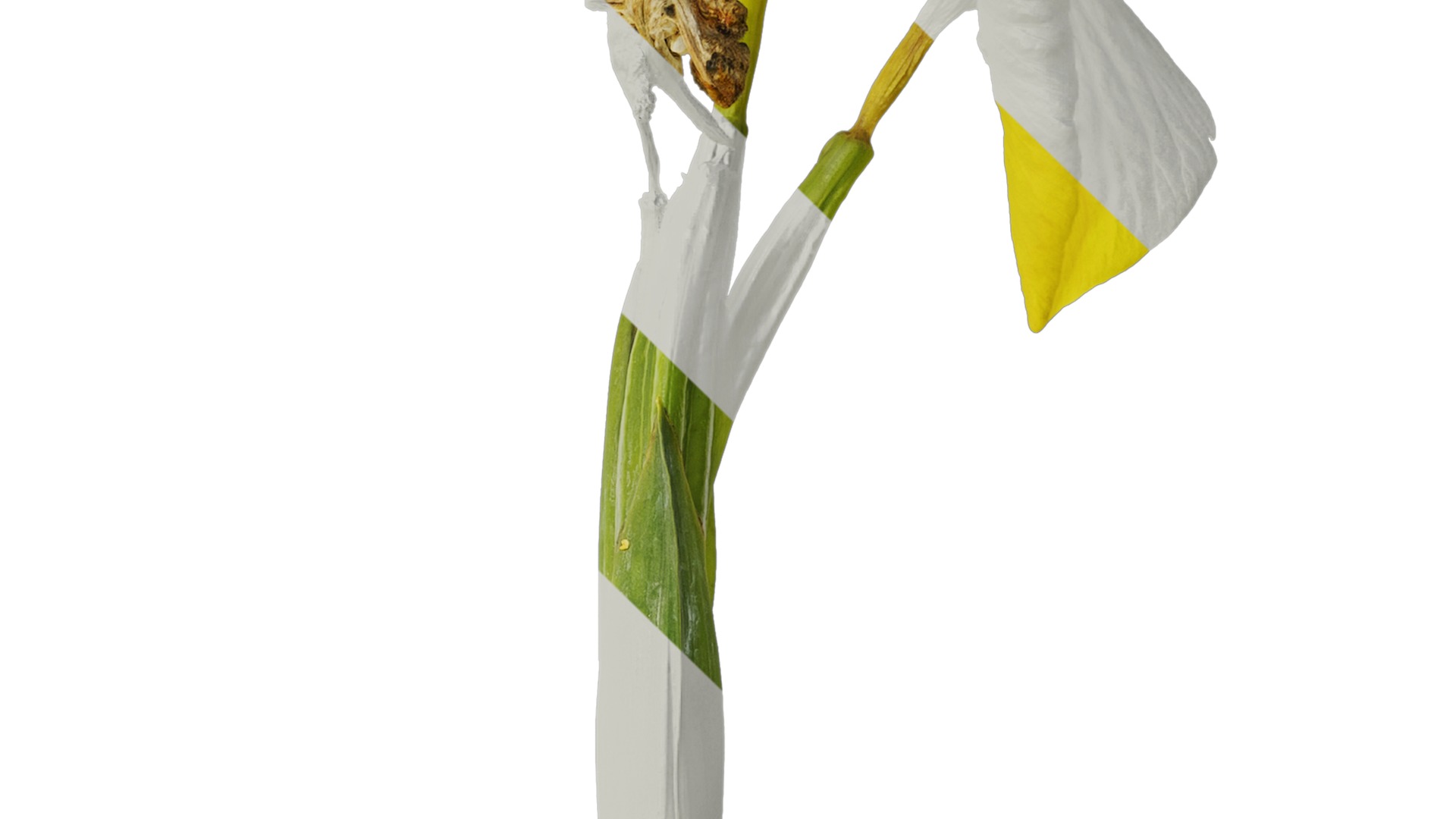 Anydrafts Iris pseudacorus Atlas 04 Texture_4