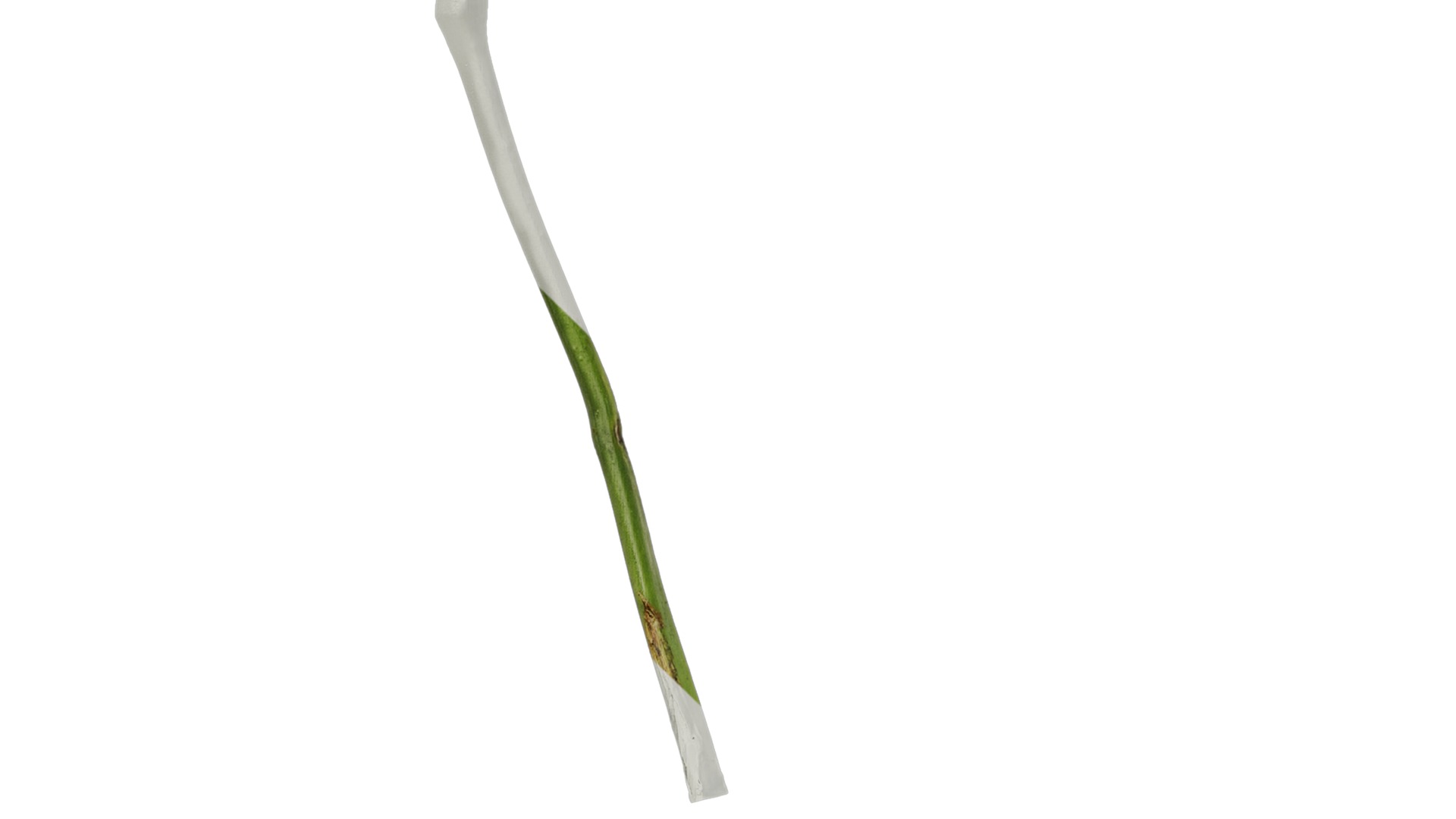 Anydrafts Iris pseudacorus Atlas 04 Texture_5