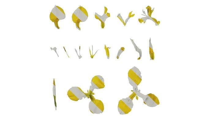 Anydrafts Iris pseudacorus Flower 01 Texture