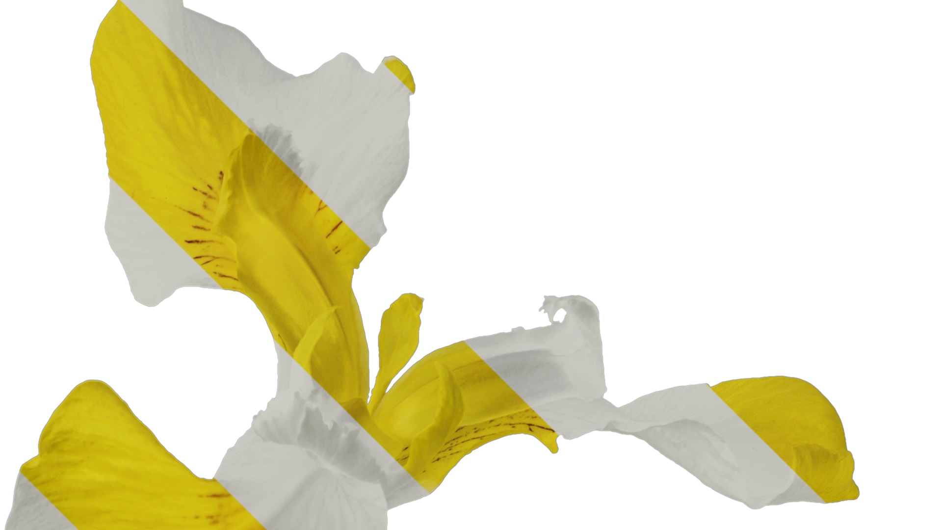 Anydrafts Iris pseudacorus Flower 05 Texture_2