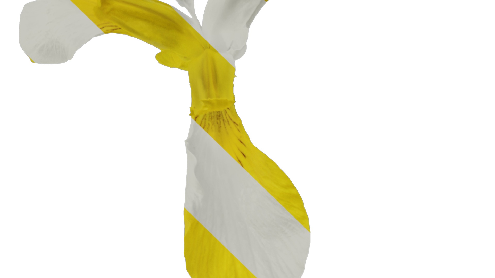 Anydrafts Iris pseudacorus Flower 05 Texture_3