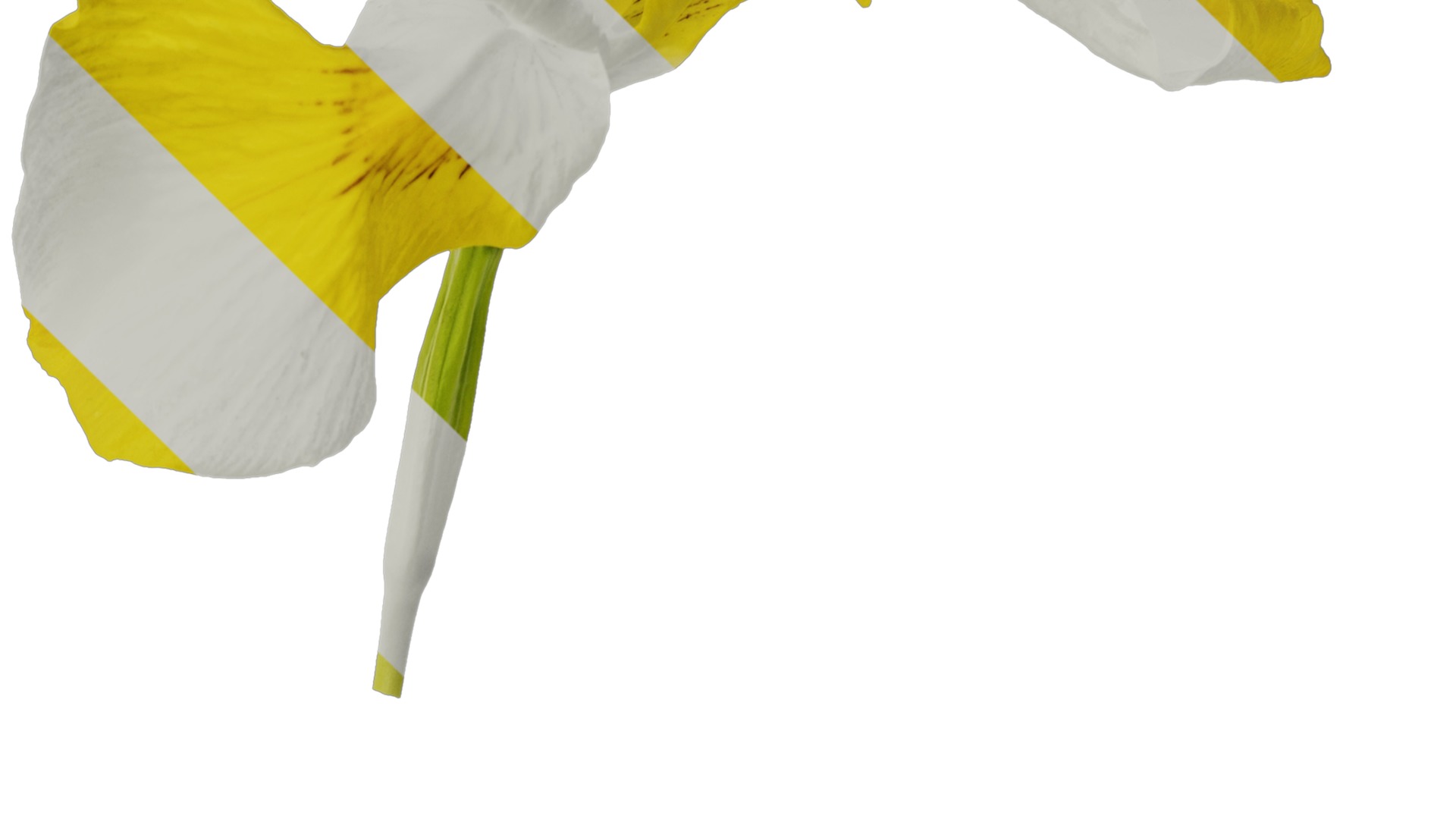 Anydrafts Iris pseudacorus Flower 05 Texture_4