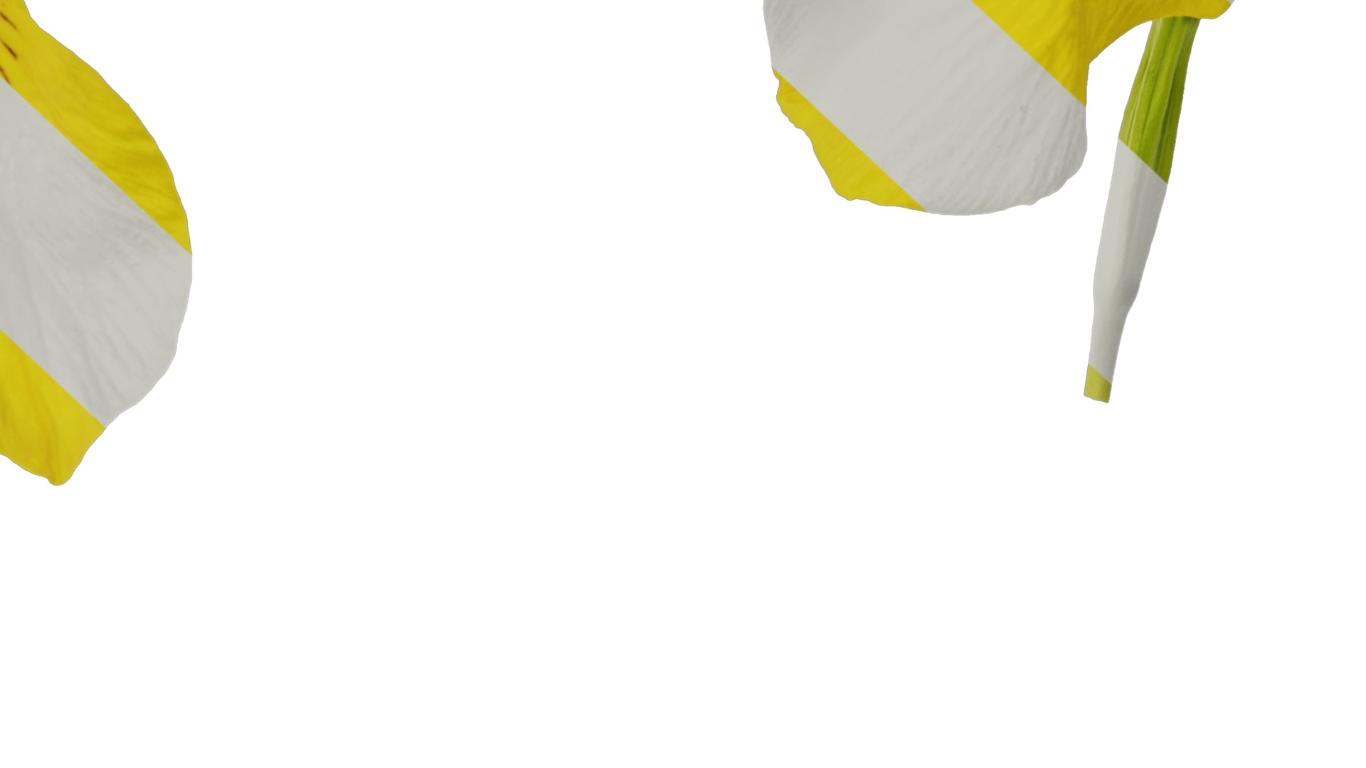 Anydrafts Iris pseudacorus Flower 05 Texture_7