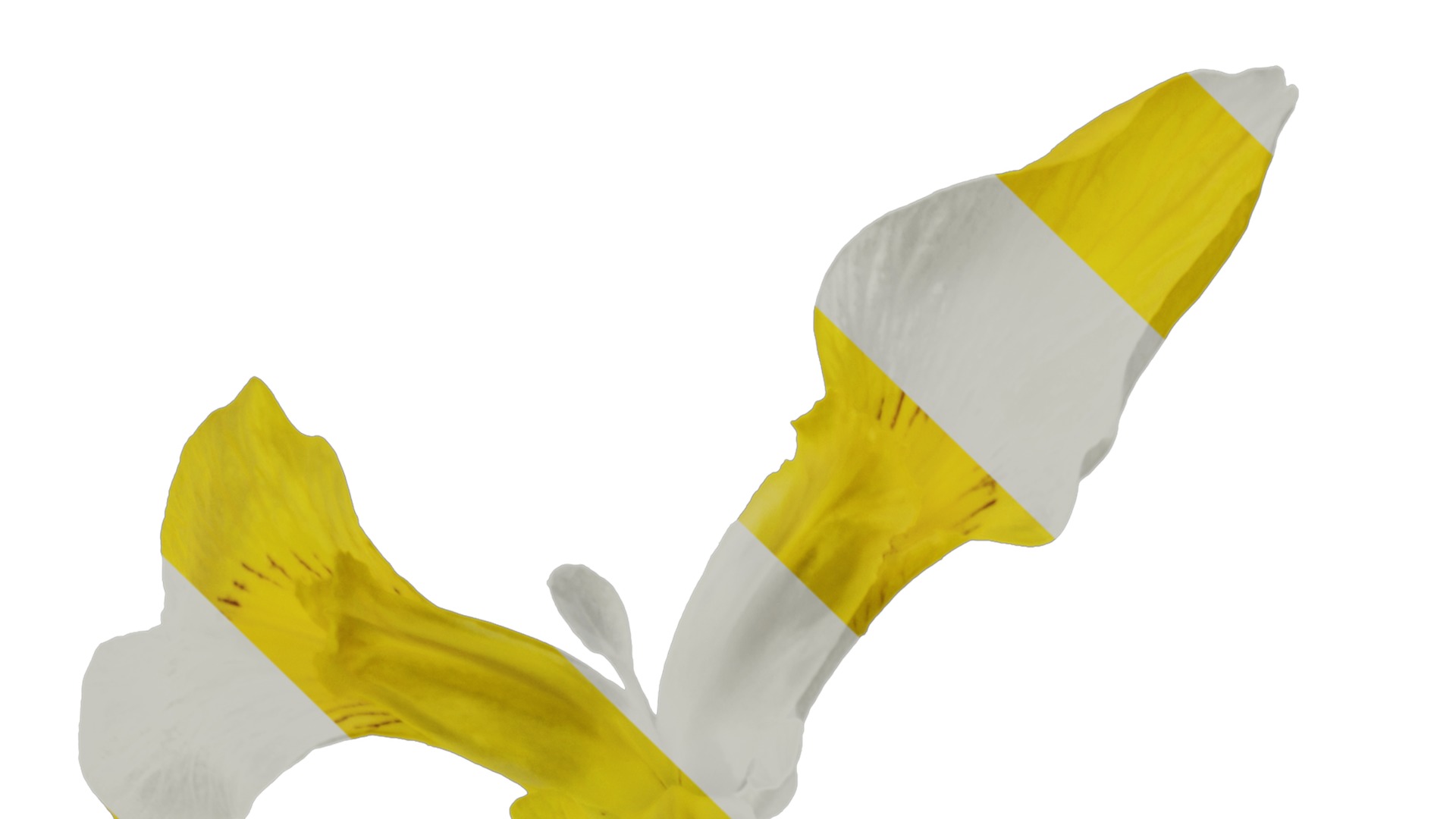 Anydrafts Iris pseudacorus Flower 05 Texture_1