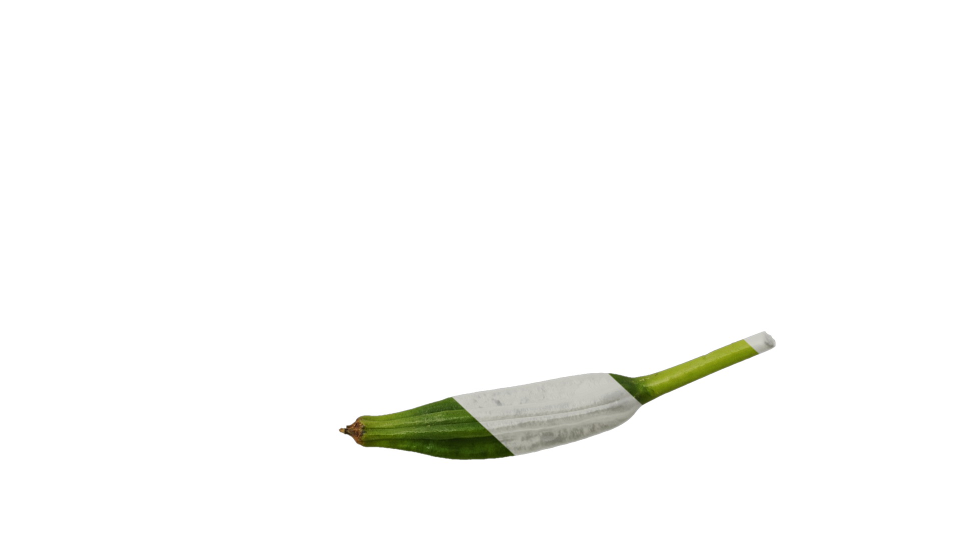 Anydrafts Iris pseudacorus Flower 05 Texture_6