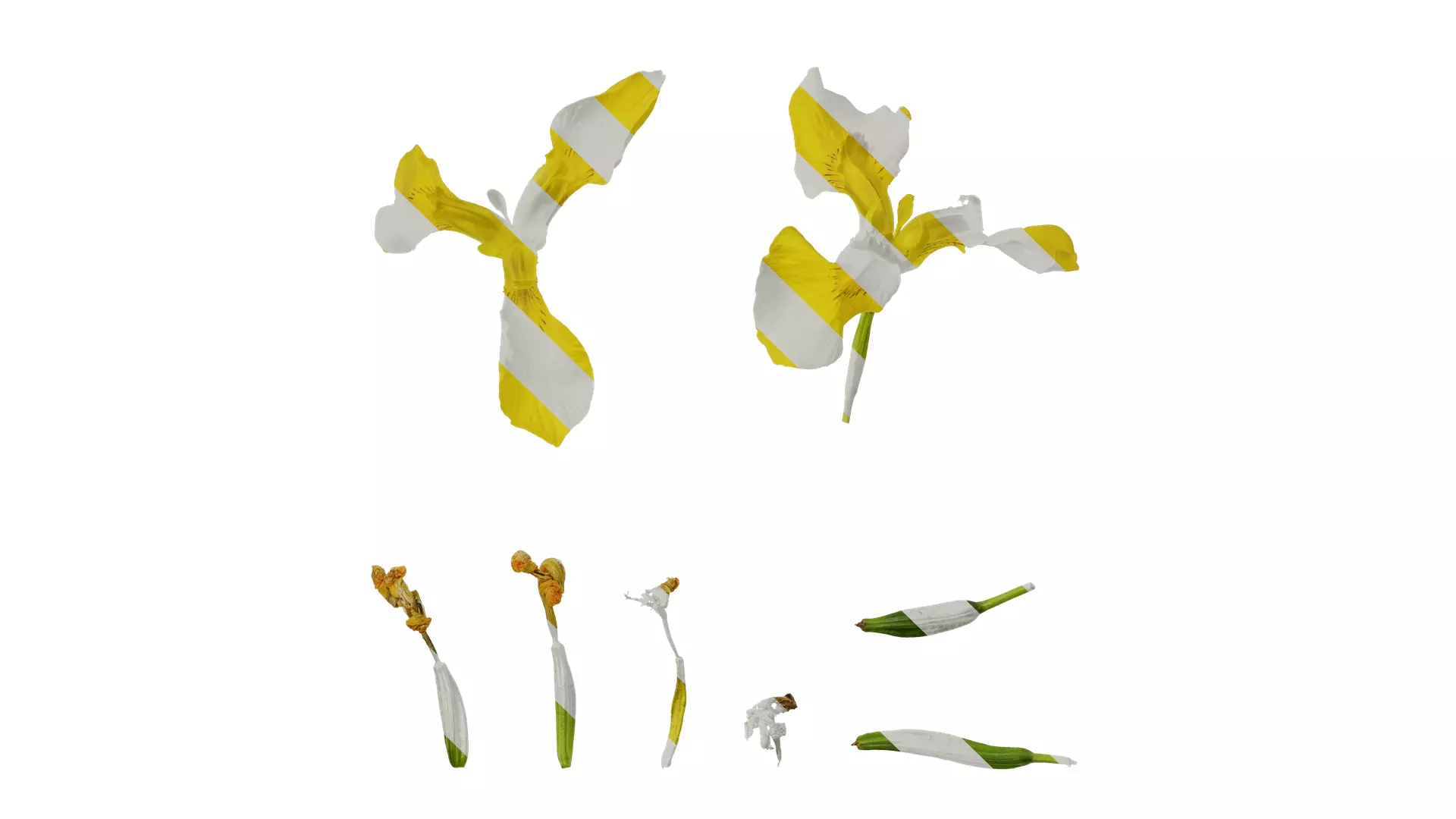 Anydrafts Iris pseudacorus Flower 05 Texture_0