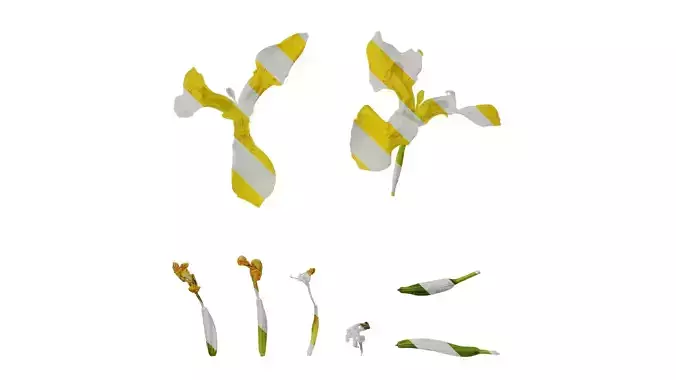 Anydrafts Iris pseudacorus Flower 05