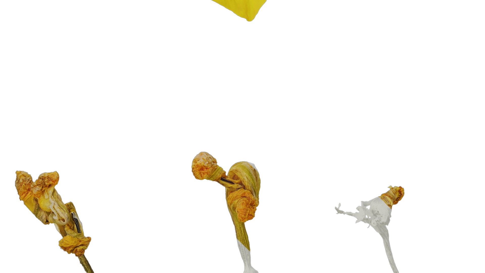 Anydrafts Iris pseudacorus Flower 05 Texture_5